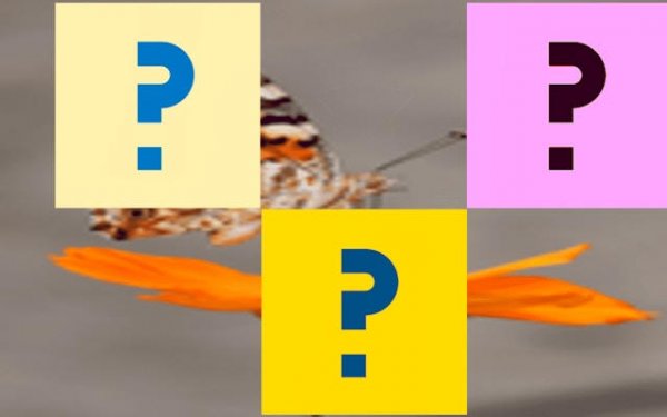 Butterfly Memory Match Puzzle Game